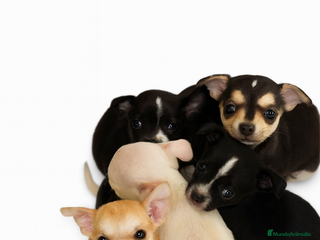 Chihuahua perros Cachorritos Chihuahuas mini - Anuncio 1