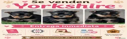 Yorkshire Terrier perros en venta: Magnífica hembra de yorkshire terrier  - Anuncio 1