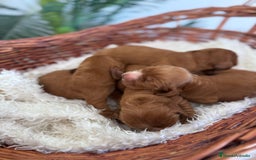 Cocker Spaniel Inglés perros en venta: COCKER SPANIEL INGLÉS - Imagen 1