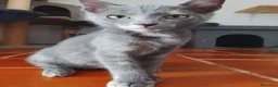 Europeo de Pelo Corto gatos en adopcion: Salvia en adopción  - Anuncio 5