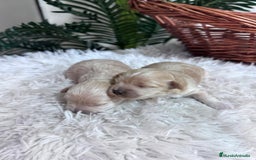 Maltipoo perros en venta: MALTIPOO  - Anuncio 10