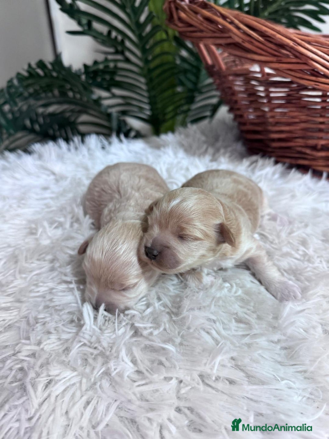 Maltipoo perros en venta: MALTIPOO  - Anuncio 10