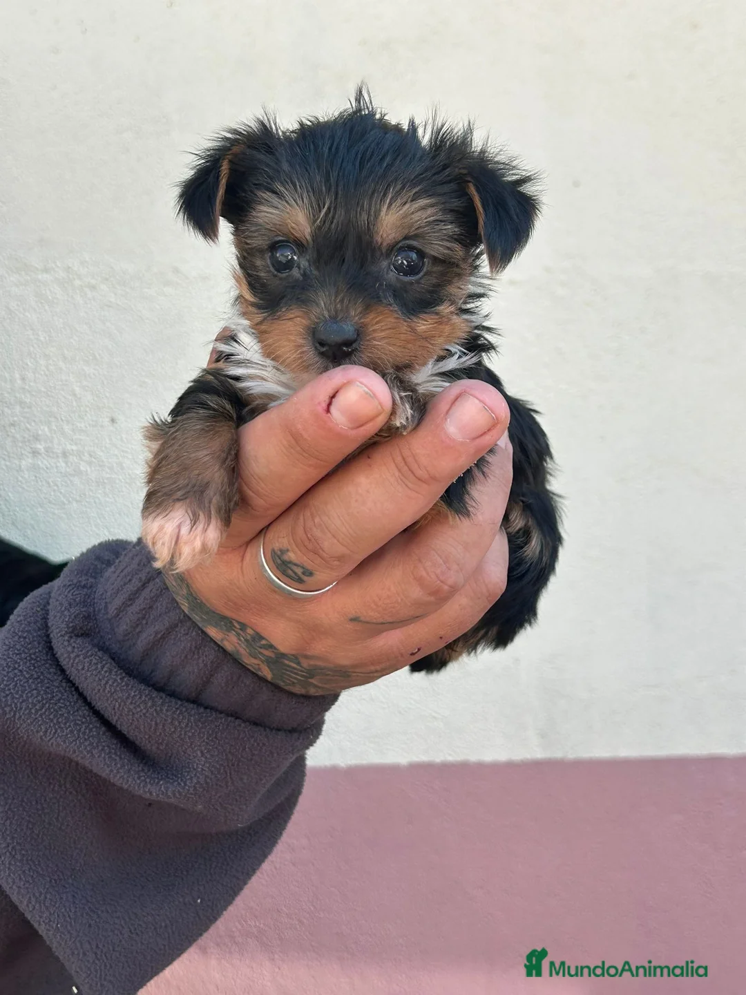 Yorkshire Terrier perros en venta: Yorkshire  - Anuncio 1