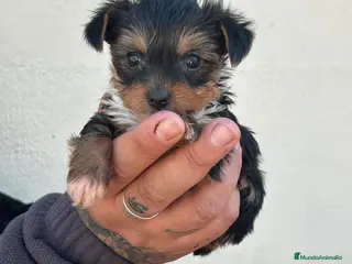 Yorkshire Terrier perros Yorkshire - Anuncio 2
