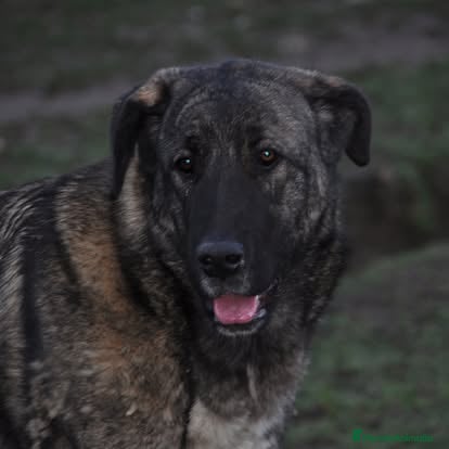 Mastín Español perros Mastin Español autóctono ganadero - Anuncio 26