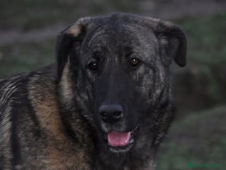 Mastín Español perros Mastin Español autóctono ganadero - Anuncio 1