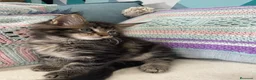 Maine Coon gatos en venta: Rey- Diez cattery  - Anuncio 2