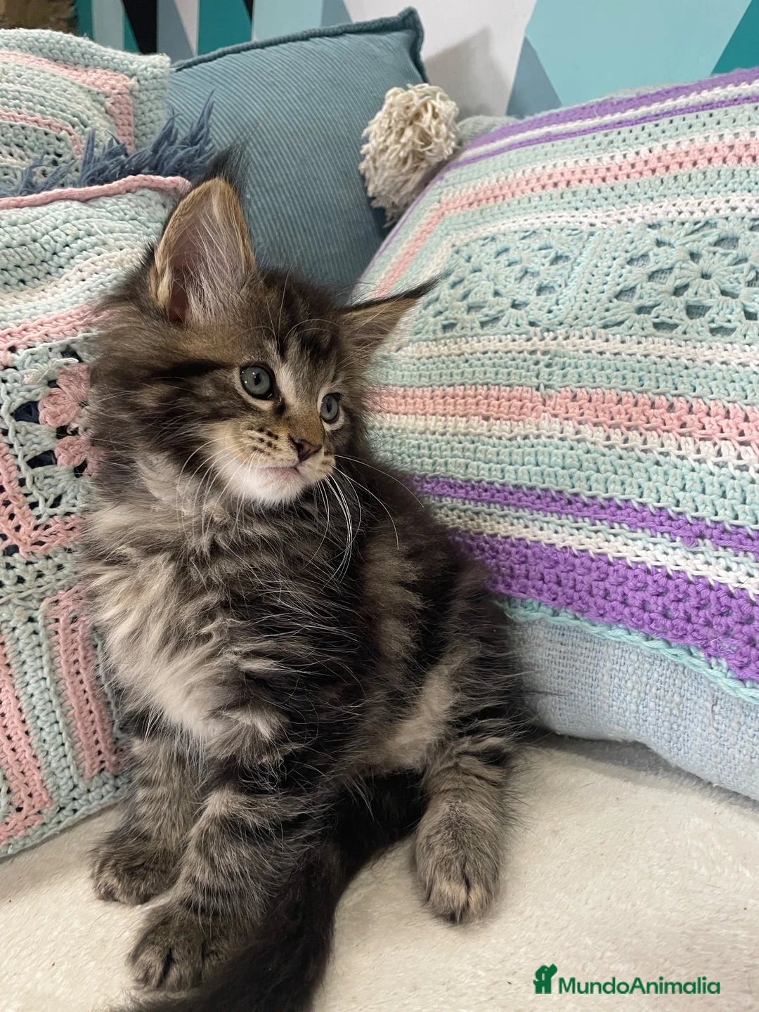 Maine Coon gatos en venta: Rey- Diez cattery  - Anuncio 2