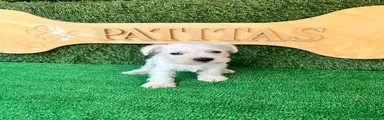 Schnauzer Miniatura 6