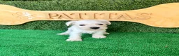 Schnauzer Miniatura perros en venta: Schnauzer mini blanco - Anuncio 3