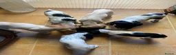 Cocker Spaniel Inglés perros en venta: Cachorros cocker inglés  - Anuncio 3
