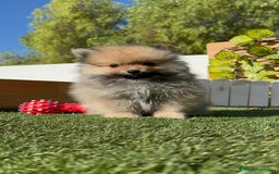 Pomerania perros en venta: POMERANIA MACHO - Imagen 11