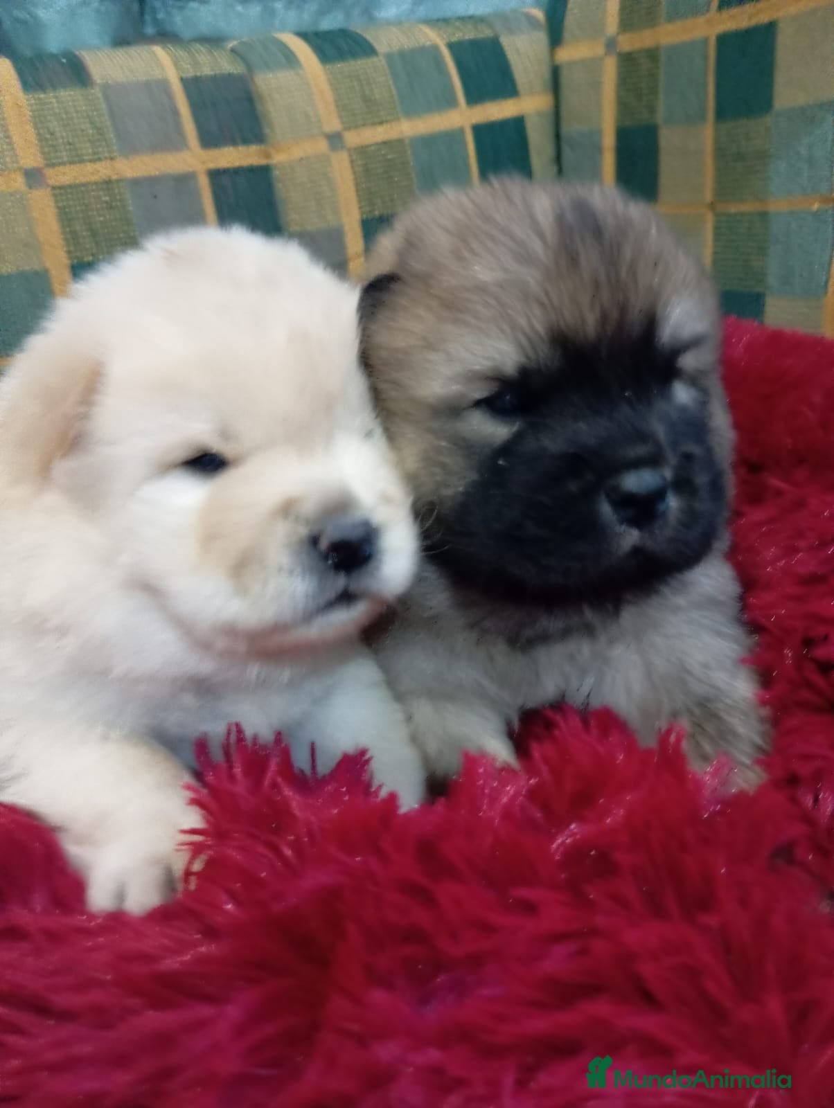 Chow Chow perros Bebés Chow-Chow  - Anuncio 1
