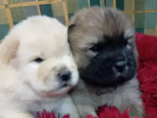 Chow Chow perros Bebés Chow-Chow - Anuncio 1