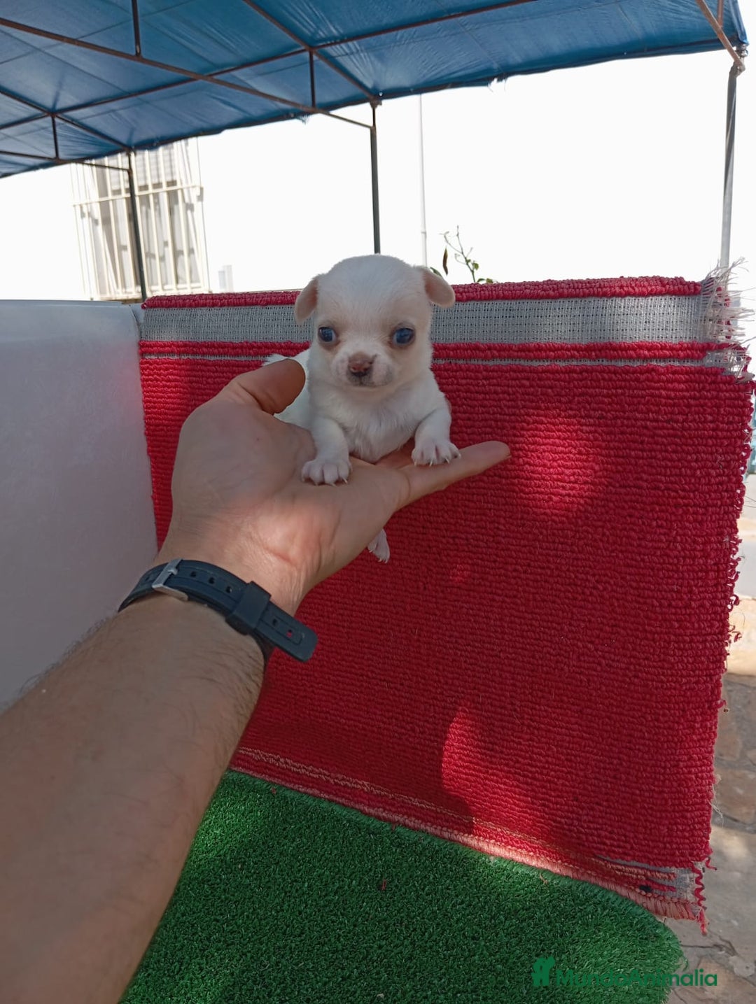 Chihuahua perros en venta: IMPRESIONANTE  CHIHUAHUA   LINEA  TOY  - Anuncio 27