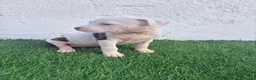 American Staffordshire-Terrier perros en venta: American Staffordshire terrier - Anuncio 7