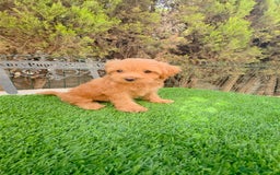 Maltipoo perros en venta: Maltipoo  - Imagen 1