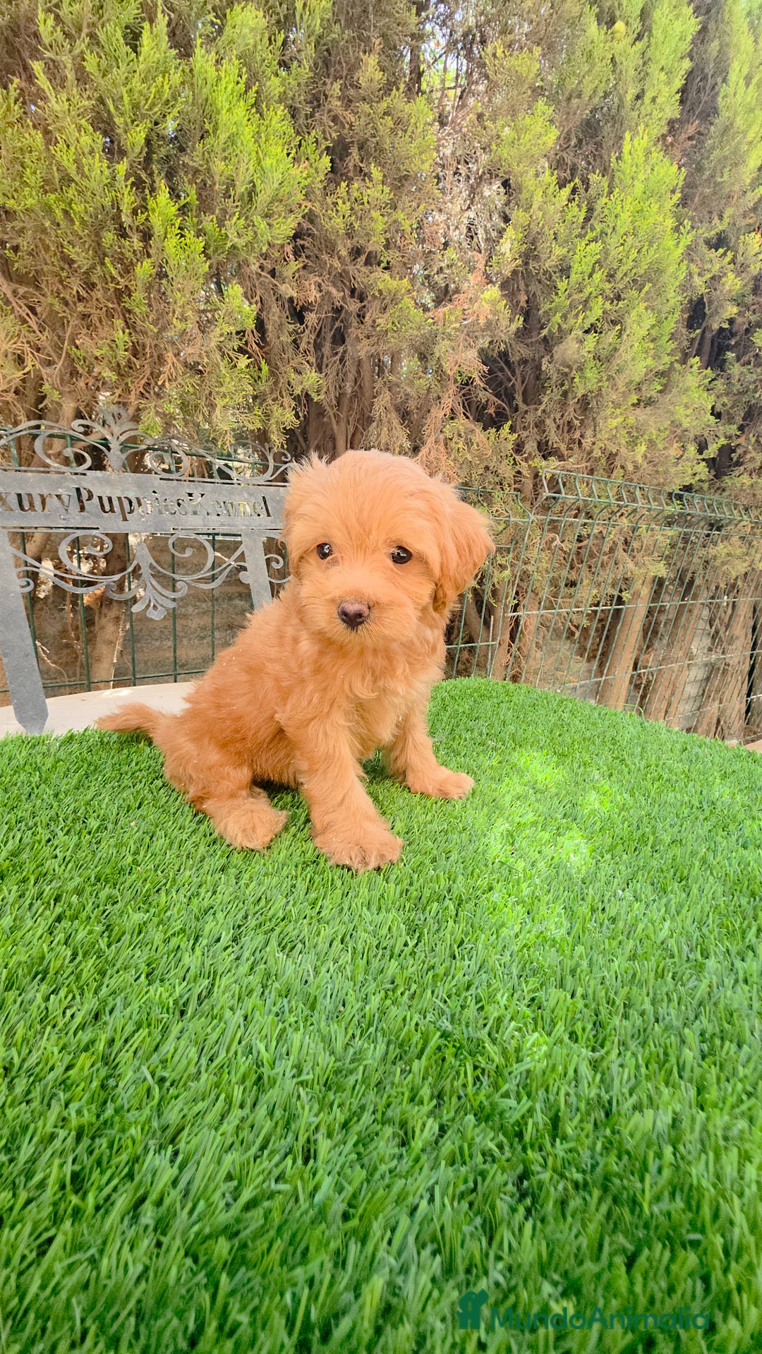 Maltipoo perros en venta: Maltipoo  - Imagen 1