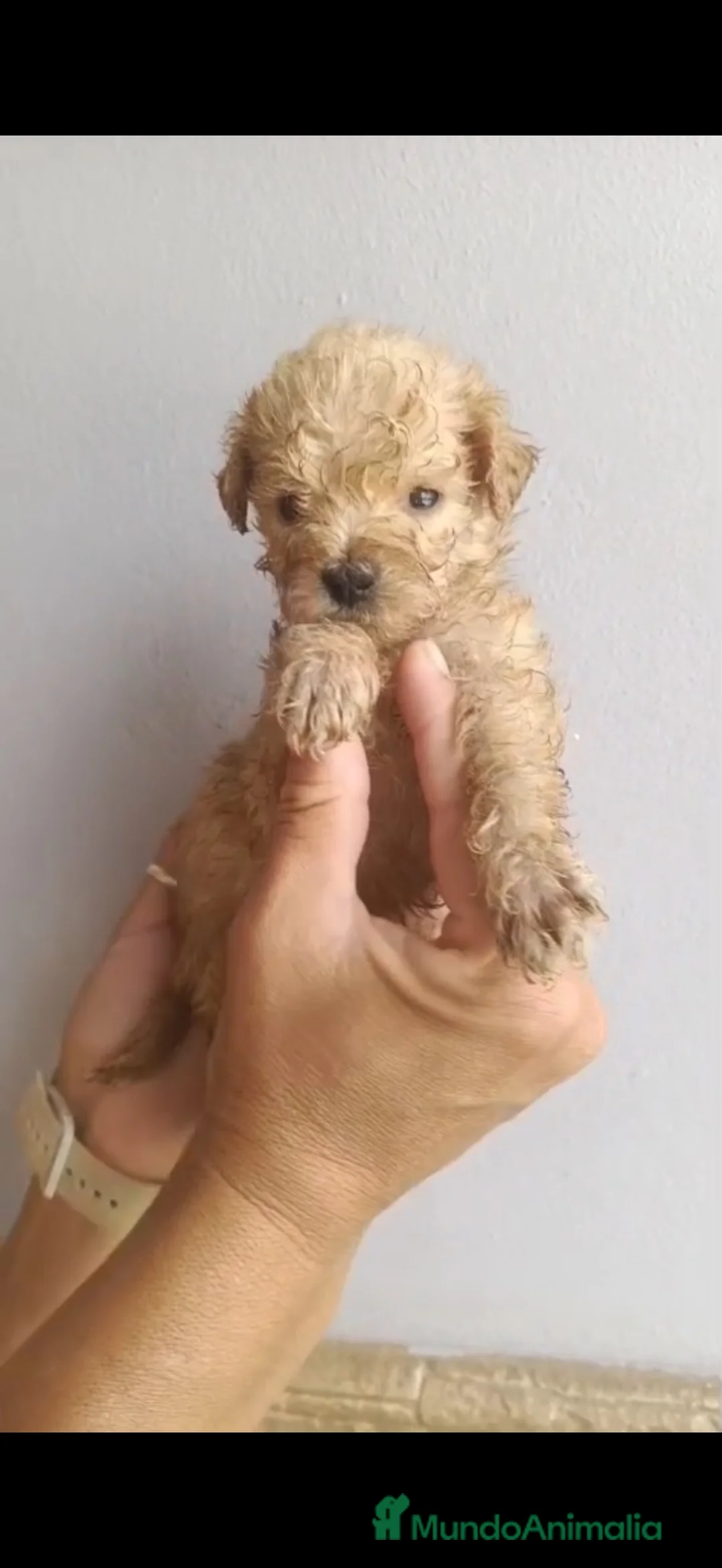 Caniche Toy perros en venta: Caniche apricot toy disponible 🐶🐾🔥 - Anuncio 4