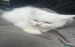 Persa gatos en venta: Gatita persa - Imagen 3