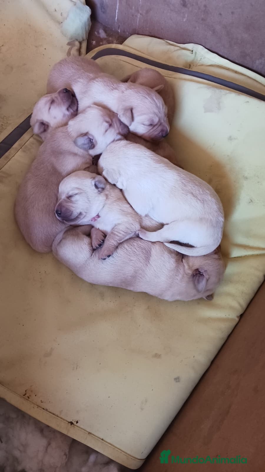 Labrador Retriever perros Preciosos labradores dorados  en Málaga - Anuncio 1