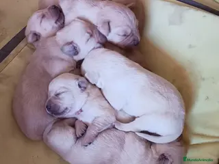 Labrador Retriever perros Preciosos labradores dorados en Málaga - Anuncio 1