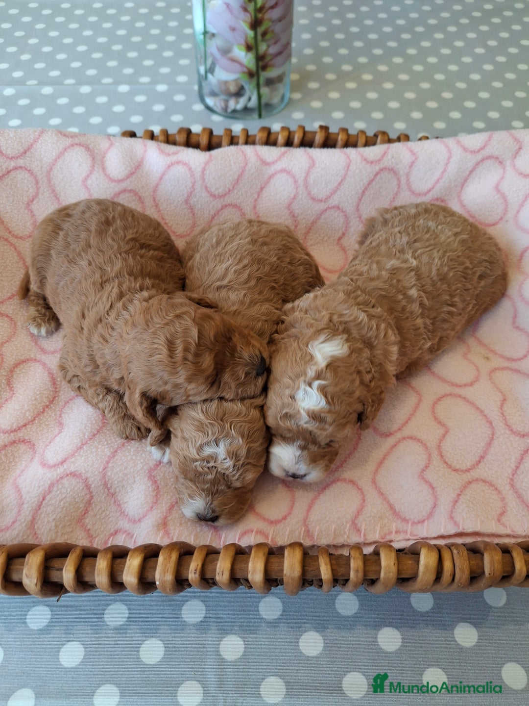 Caniche Toy perros en venta: Caniche apricot - Anuncio 2