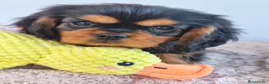 Cavalier King Charles Spaniel Cachorro 4