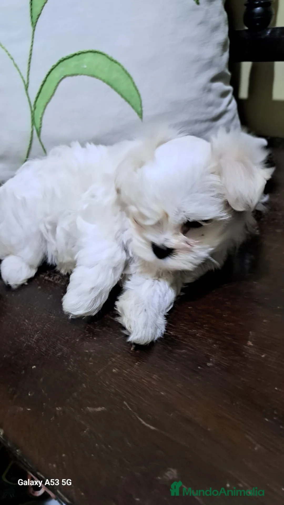 Bichón Maltés perros en venta: Bichón maltes linea americana  - Anuncio 6