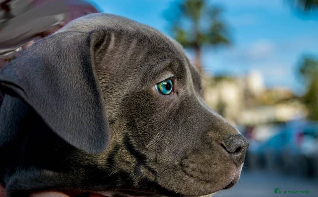 American Staffordshire-Terrier perros en venta: AMERICAN STAFFORD CRIADORES , 608 76 13 65 !! - Imagen 2