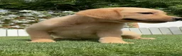 Labrador Retriever perros en venta: LABRADOR HEMBRA - Anuncio 9