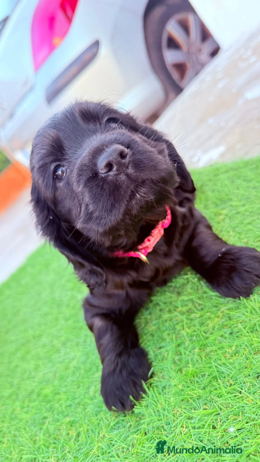 Cocker Spaniel Americano perros en venta: Hembra cocker 🐶🐾 - Anuncio 1