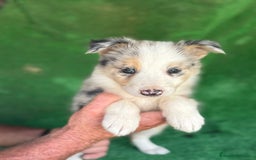 Border Collie perros en venta: Border collie  - Imagen 10