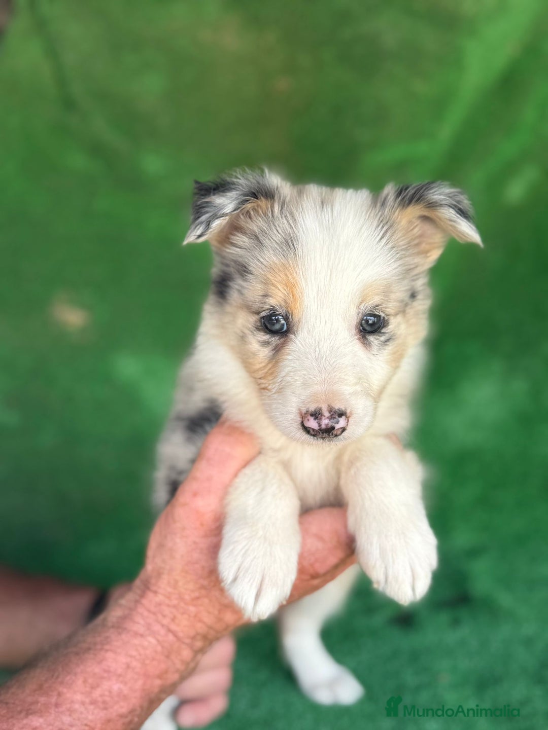Border Collie perros en venta: Border collie  - Imagen 10