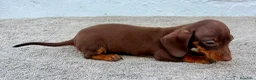 Teckel Miniatura perros en venta: Teckel chocolate kaninchen  - Anuncio 6