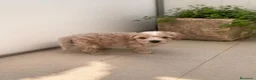 Maltipoo perros en venta: PRECIOSOS MALTIPOO MINI - Anuncio 3