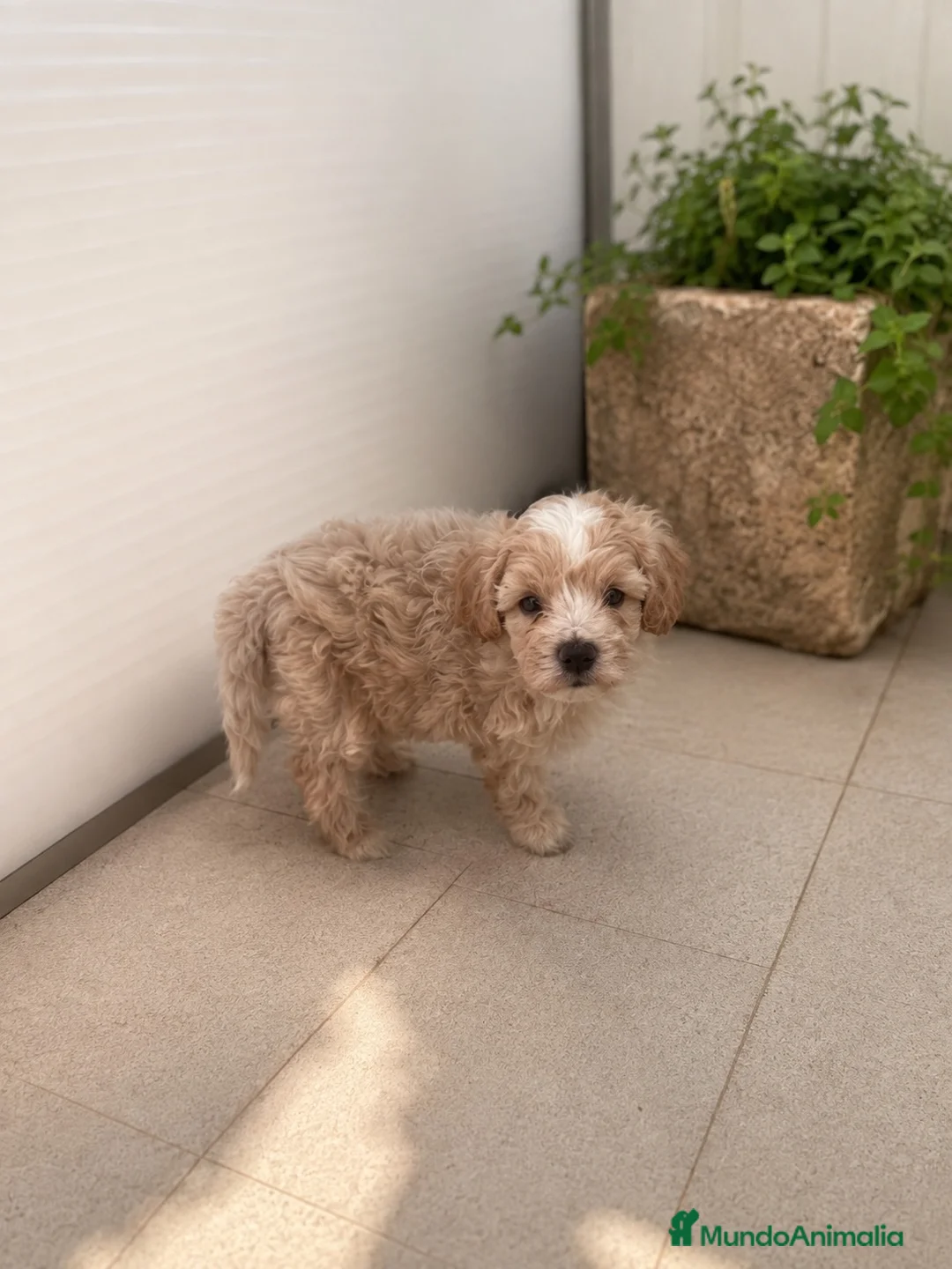 Maltipoo perros en venta: PRECIOSOS MALTIPOO MINI - Anuncio 3