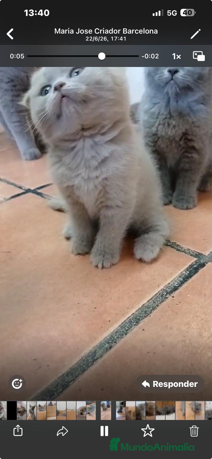 Scottish Fold gatos Hembras de scotish fold y lilac - Anuncio 1