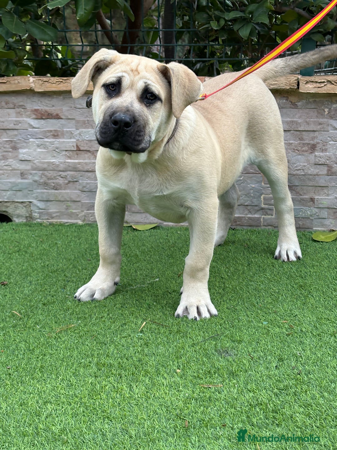 Presa Canario perros en venta: Cachorro presa canario  - Anuncio 4