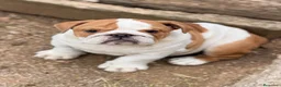 Bulldog Inglés perros en venta: Bulldog inglés de calidad  - Anuncio 8