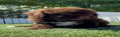 Perro de Agua Español 2