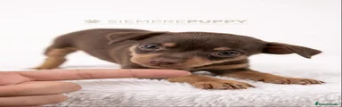 Pinscher Miniatura 1