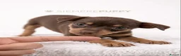 Pinscher Miniatura perros en venta: MINI PINSCHER CHOCOLATE - Anuncio 2
