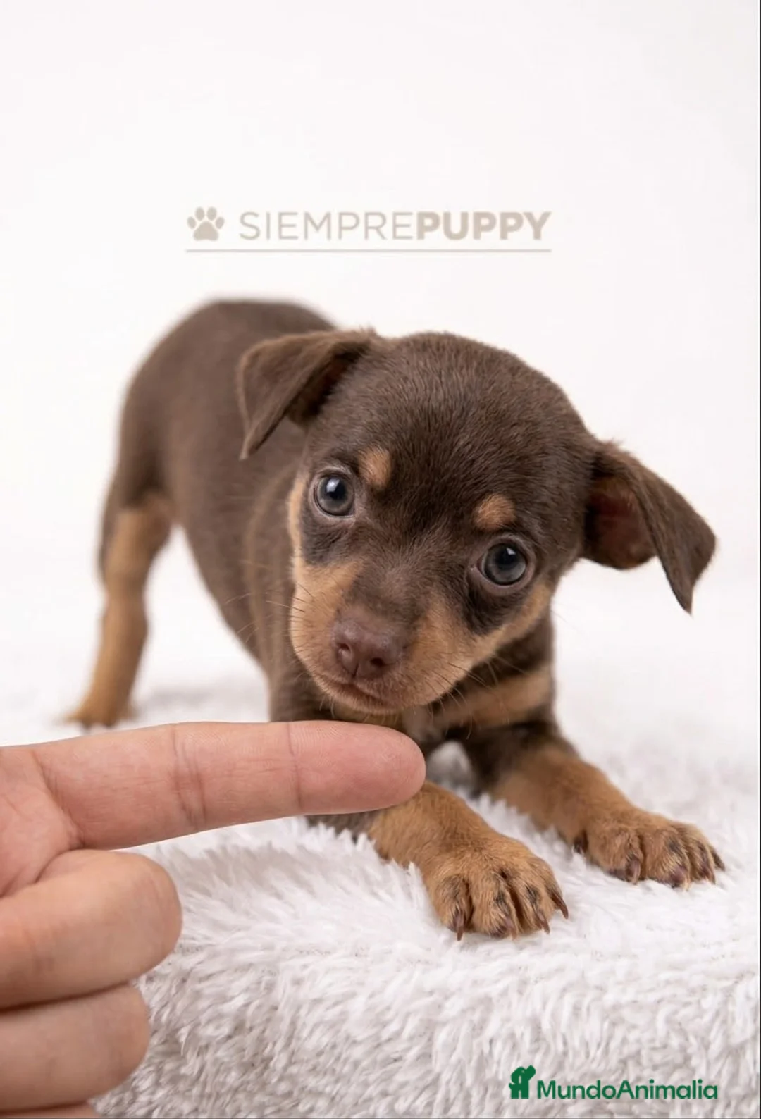 Pinscher Miniatura perros en venta: MINI PINSCHER CHOCOLATE - Anuncio 2