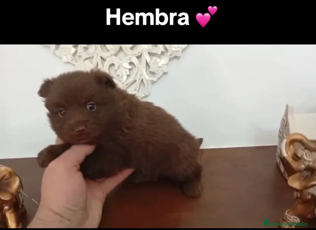 Chihuahua perros en venta: Chihuhua - Anuncio 1