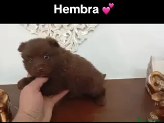 Chihuahua perros Chihuhua - Anuncio 5