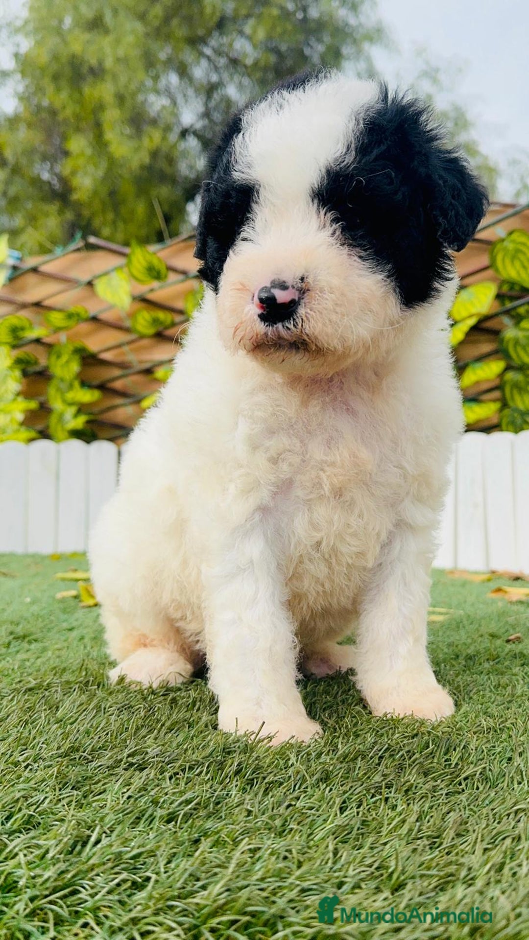 Perro de Agua Español perros en venta: PERRO DE AGUA ESPAÑOL - Anuncio 14