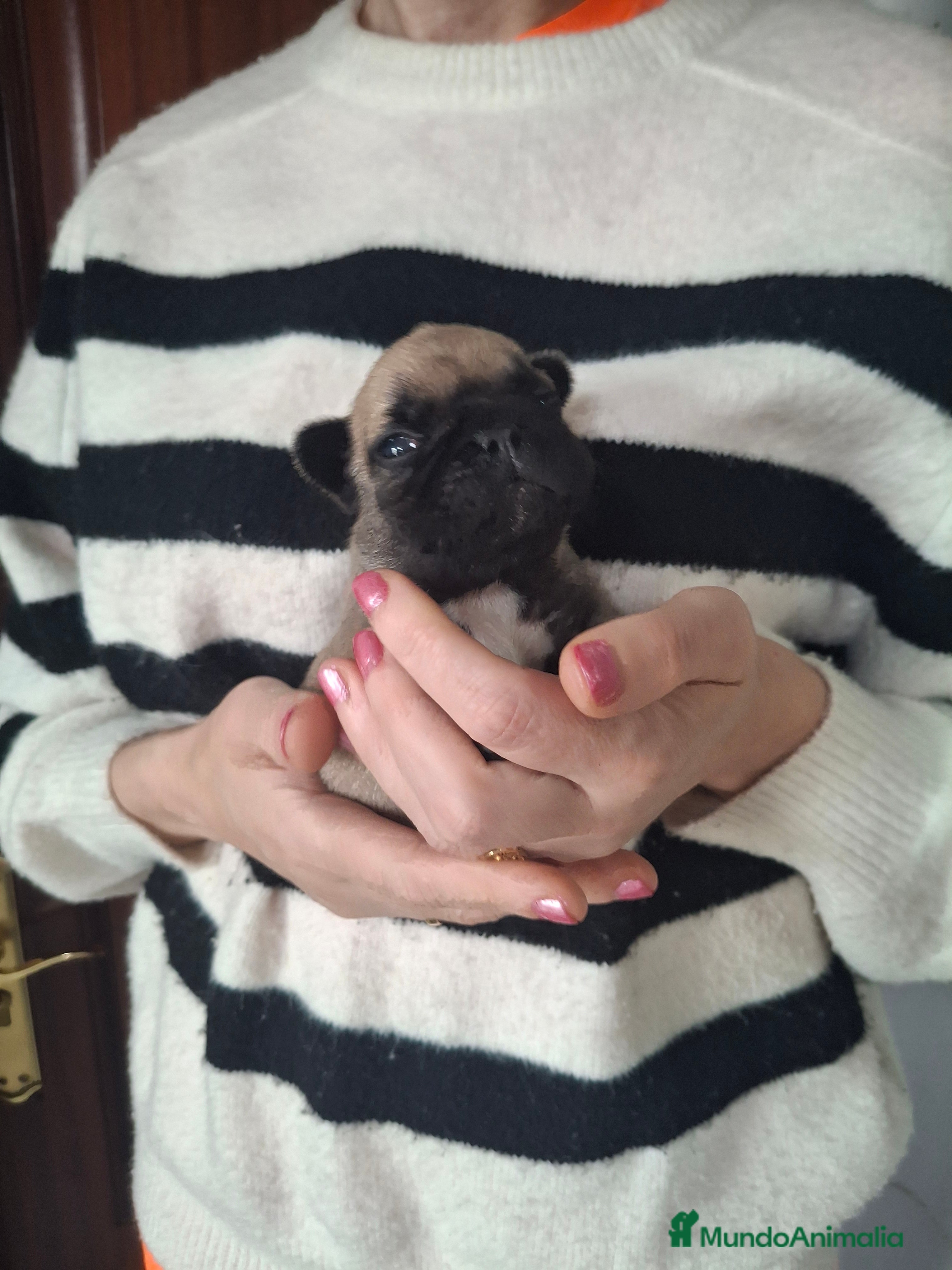 Bulldog Francés perros Bulldog frances fawn - Anuncio 5