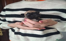 Bulldog Francés perros en venta: Bulldog frances fawn - Imagen 1