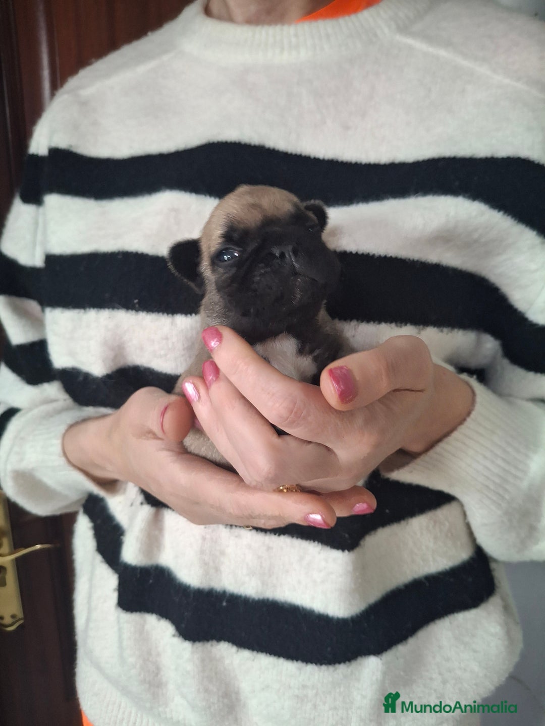 Bulldog Francés perros en venta: Bulldog frances fawn - Imagen 1